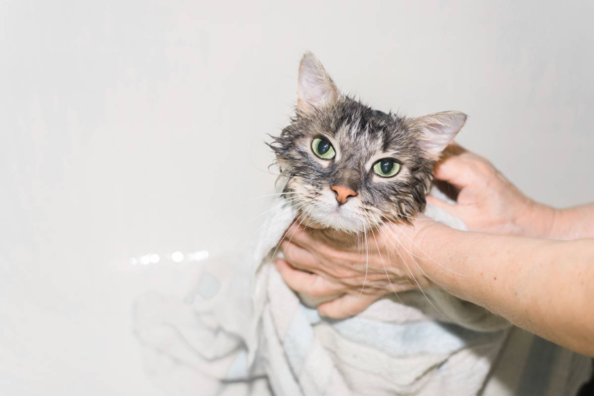 Image result for Why Is It So Hard to Bathe a Cat? Is Bathing Stressful for Cats?