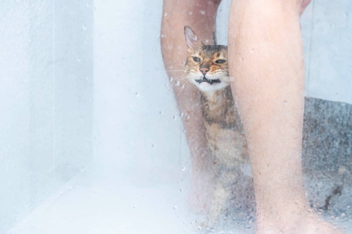 Image result for Why Is It So Hard to Bathe a Cat? Is Bathing Stressful for Cats?